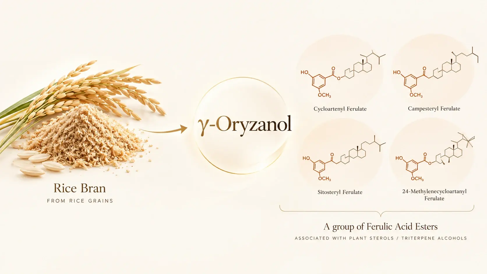 แผนภาพ รำข้าว (Rice Bran) ลูกศรไปที่ γ-Oryzanol ซึ่งเป็นกลุ่มของ Ferulic Acid Esters ที่สัมพันธ์กับ plant sterols และ triterpene alcohols พร้อมโครงสร้างตัวอย่าง 4 ชนิด ได้แก่ Cycloartenyl Ferulate, Campesteryl Ferulate, Sitosteryl Ferulate และ 24-Methylenecycloartanyl Ferulate